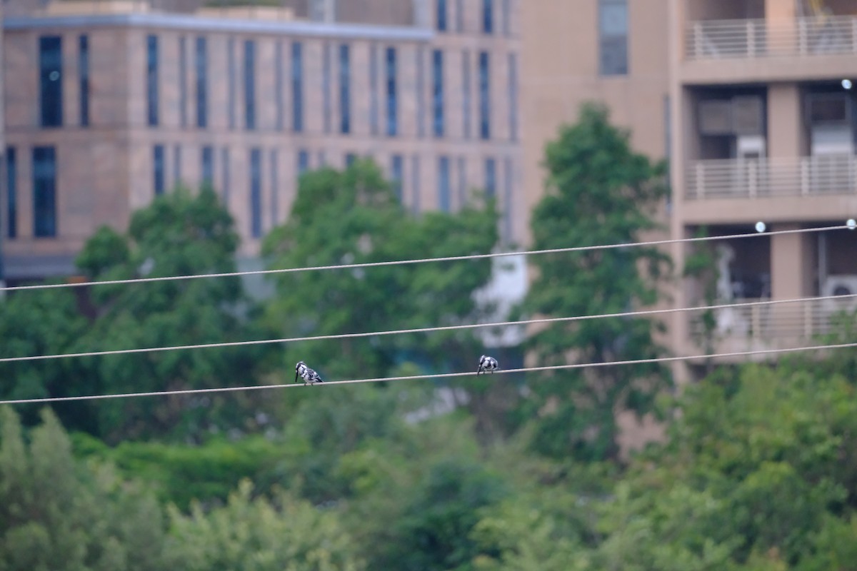 Pied Kingfisher - ML638391640