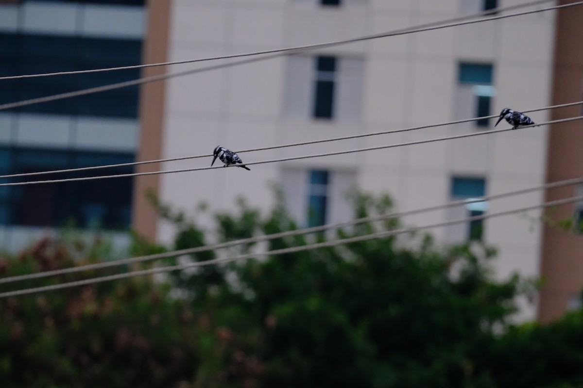 Pied Kingfisher - ML638391646