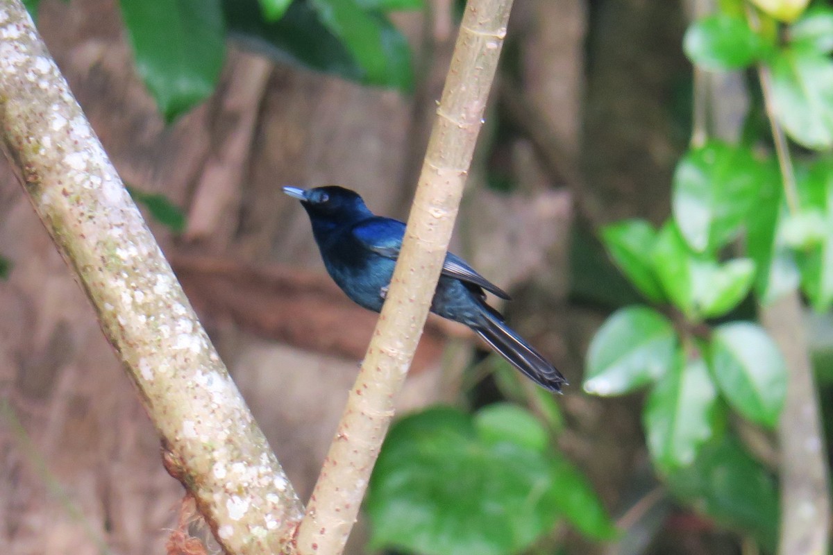 Shining Flycatcher - ML638391690
