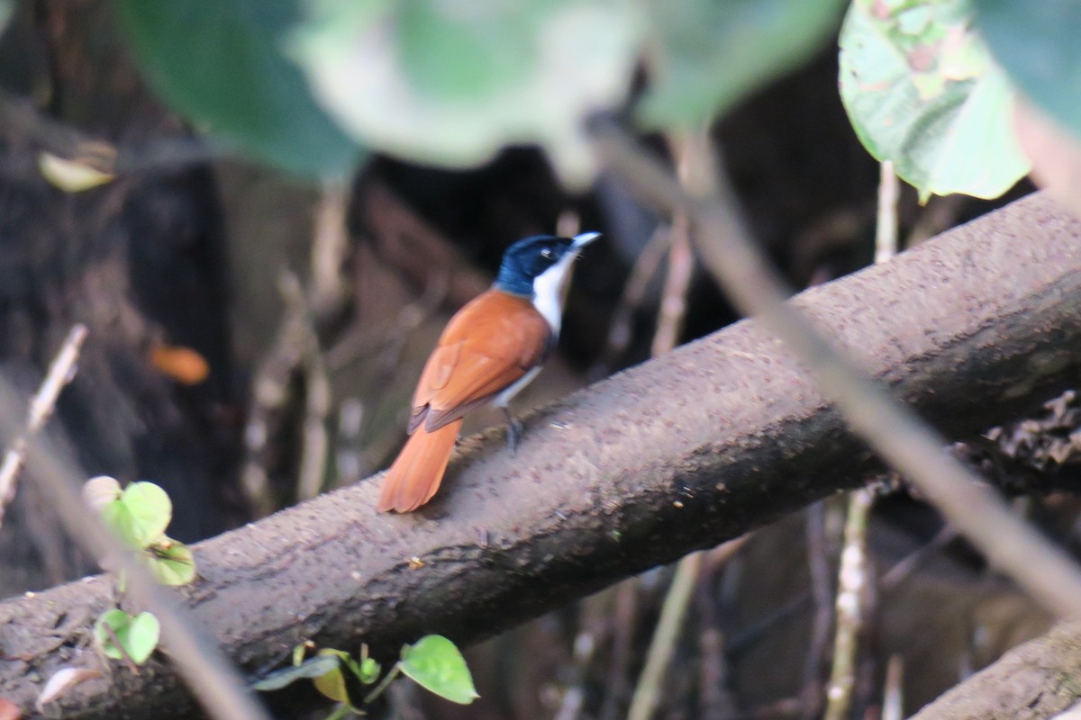 Shining Flycatcher - ML638391691