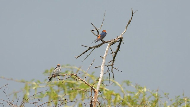 Lesser Striped Swallow - ML638391699