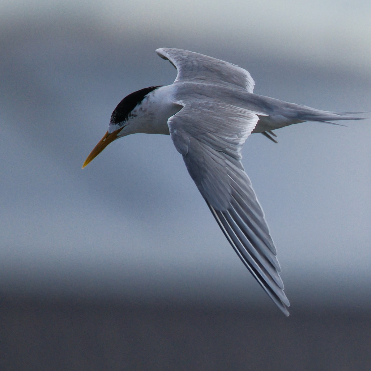 Great Crested Tern - ML638391701