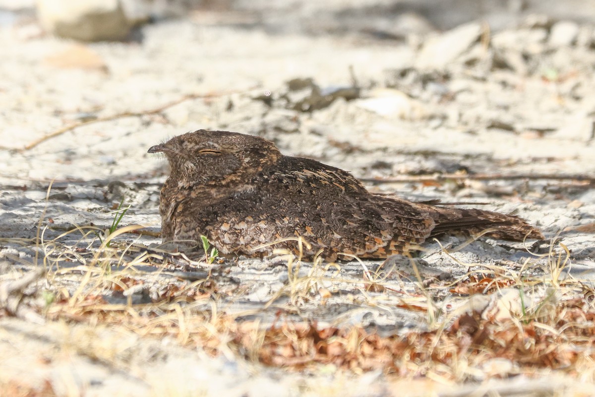 Savanna Nightjar (Northern) - ML638391738