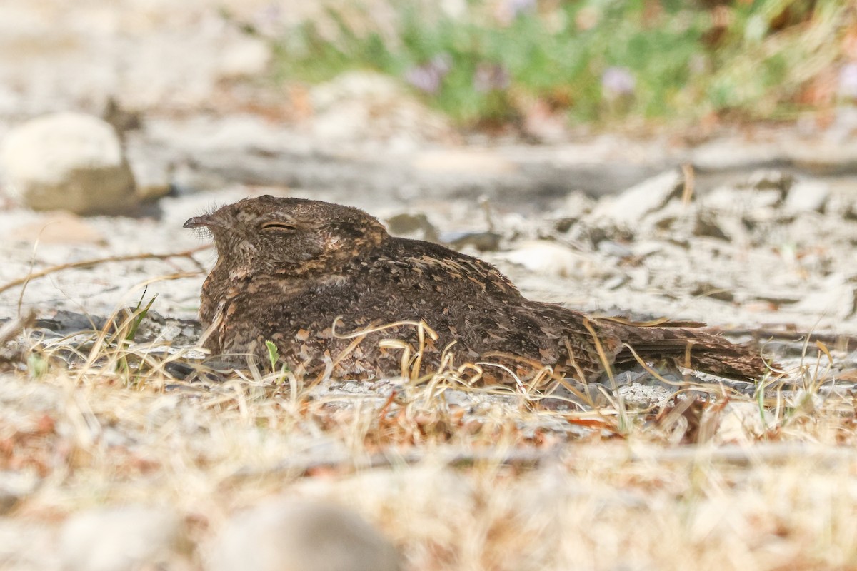 Savanna Nightjar (Northern) - ML638391739