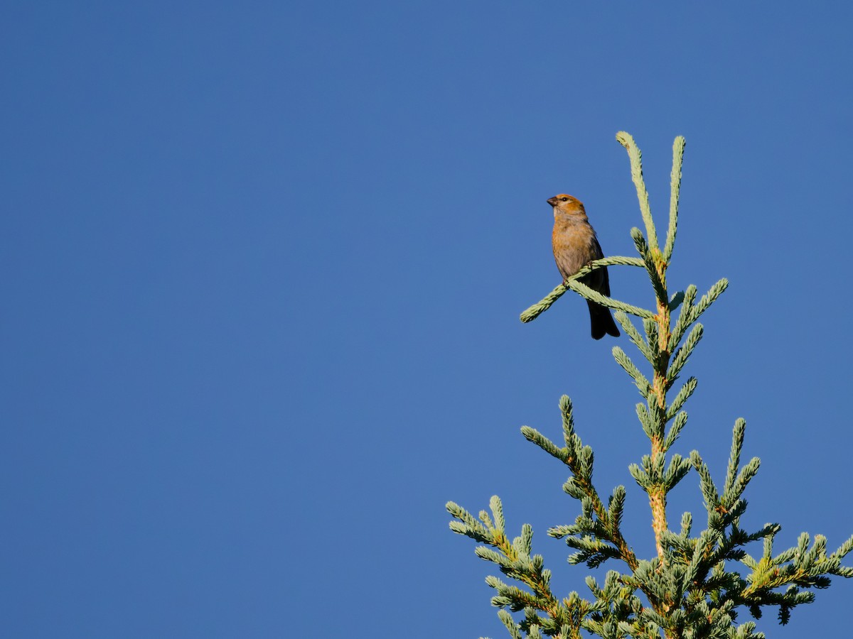Pine Grosbeak - ML638391748