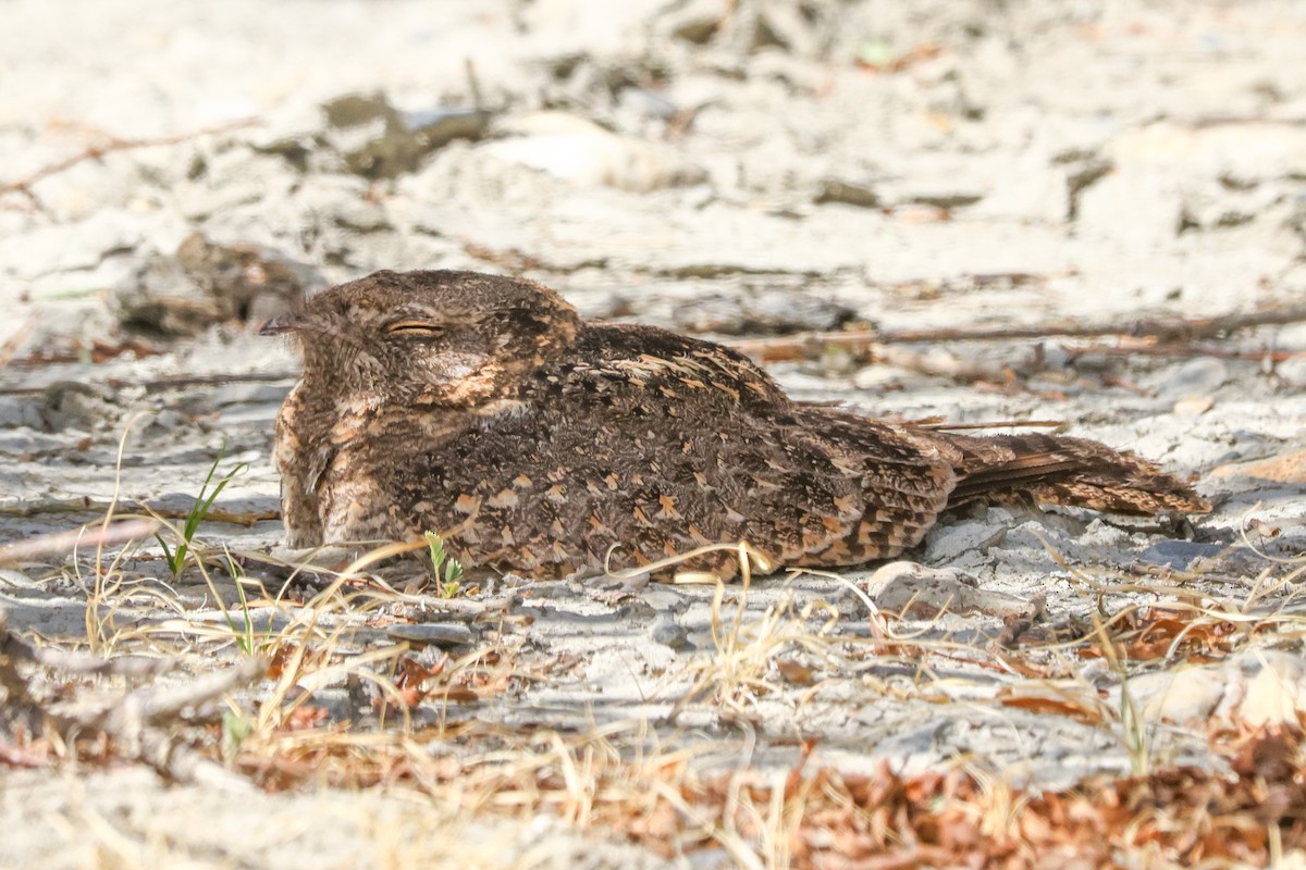 Savanna Nightjar (Northern) - ML638391766