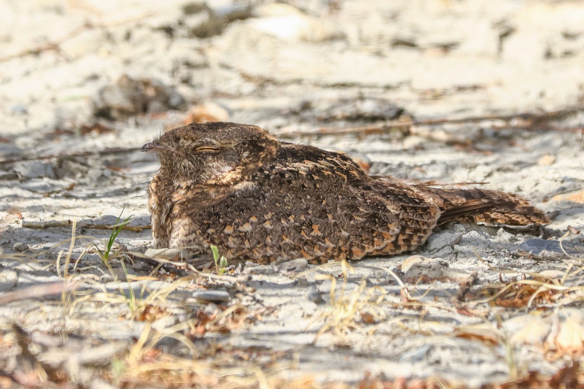 Savanna Nightjar (Northern) - ML638391767