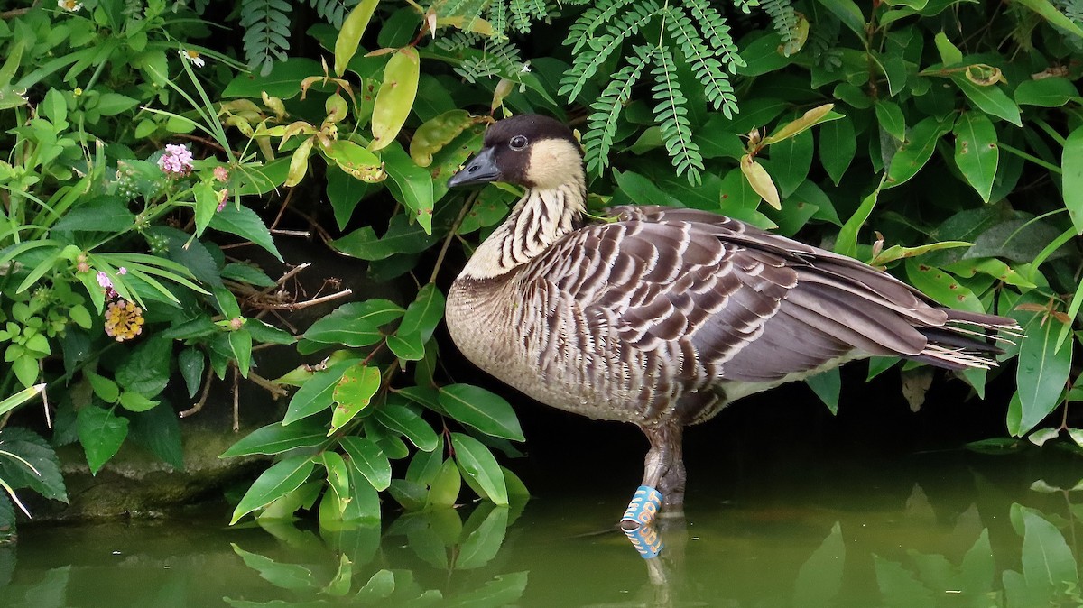 Hawaiian Goose - ML638391768