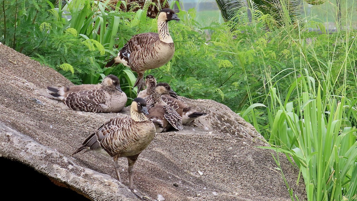 Hawaiian Goose - ML638391769