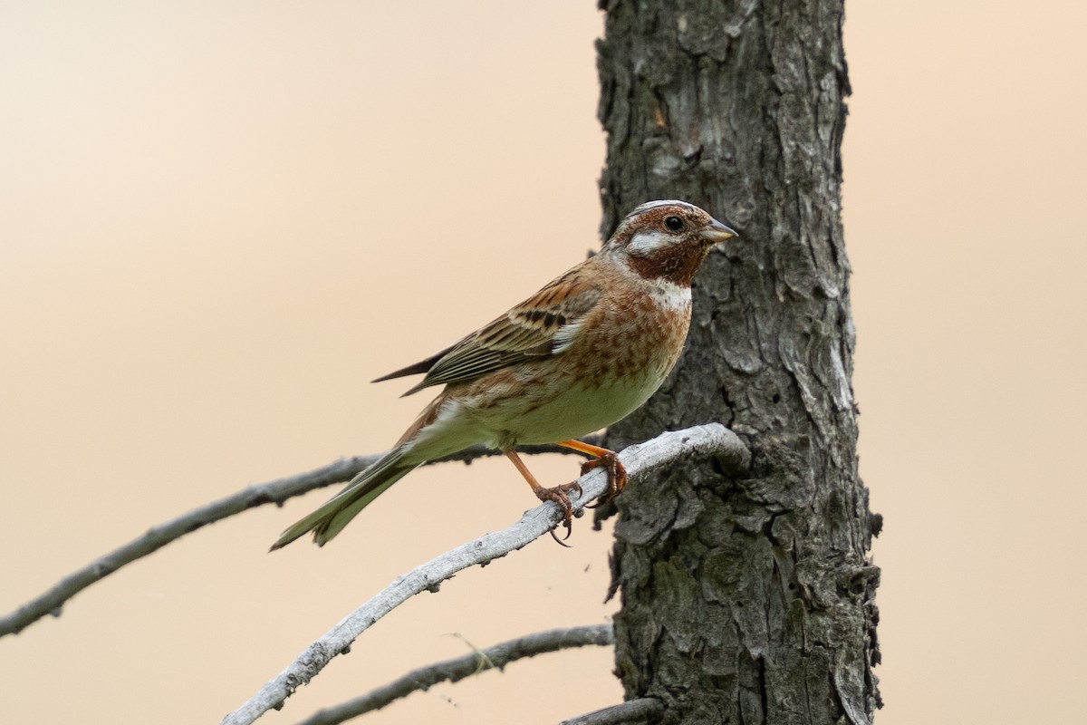 Pine Bunting - ML638391773