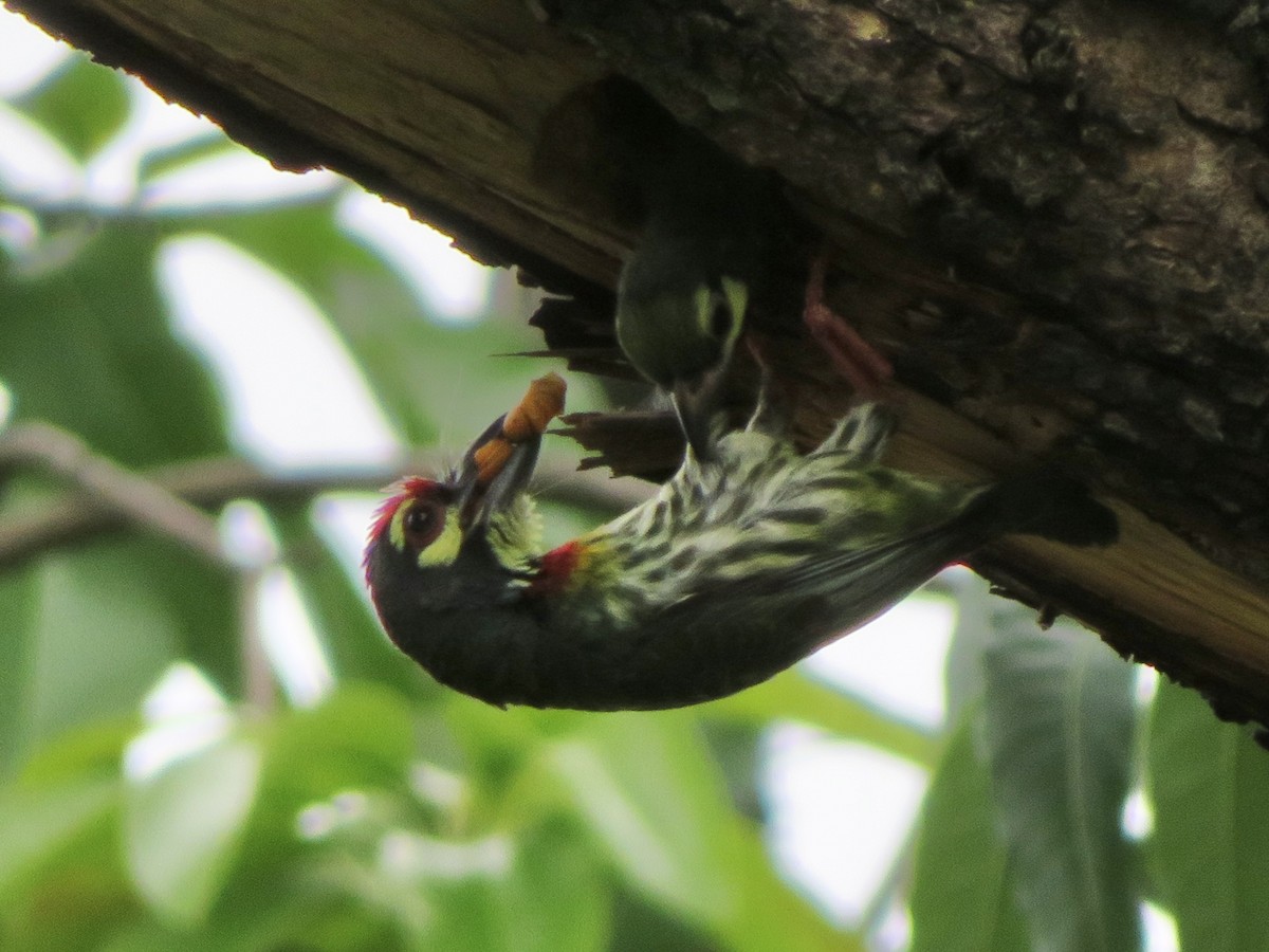 Coppersmith Barbet (Philippine Yellow-faced) - ML638391786