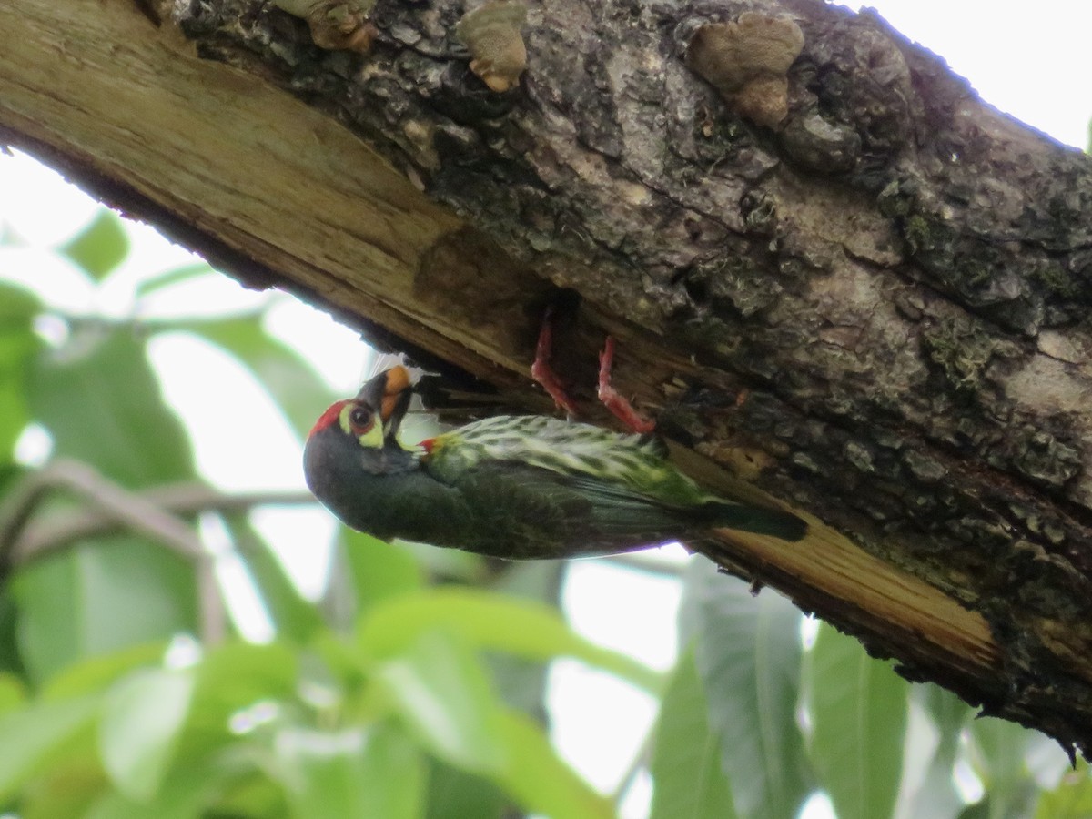 Coppersmith Barbet (Philippine Yellow-faced) - ML638391787
