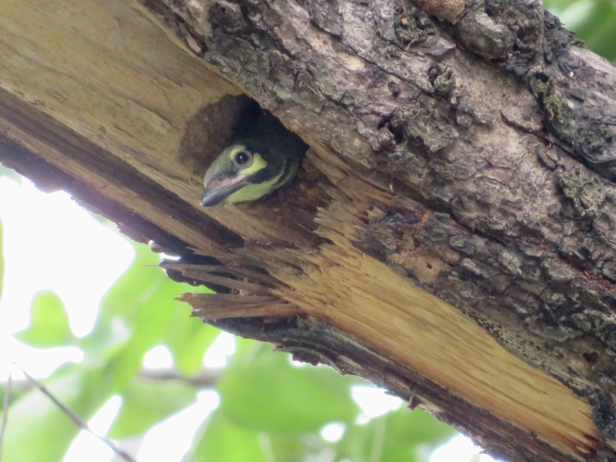 Coppersmith Barbet (Philippine Yellow-faced) - ML638391788
