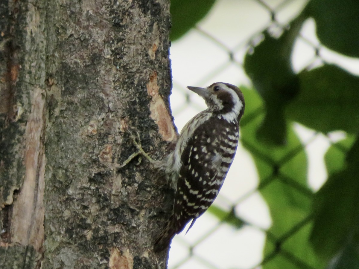 Philippine Pygmy Woodpecker - ML638391789
