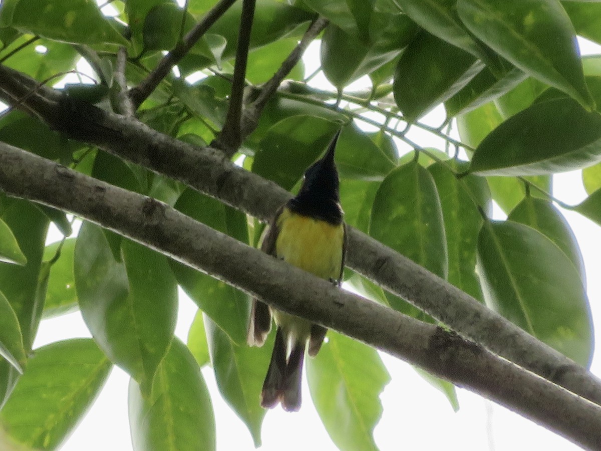Garden Sunbird - ML638391794