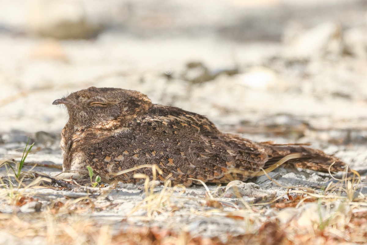 Savanna Nightjar (Northern) - ML638391799
