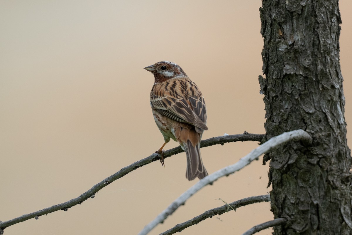 Pine Bunting - ML638391801