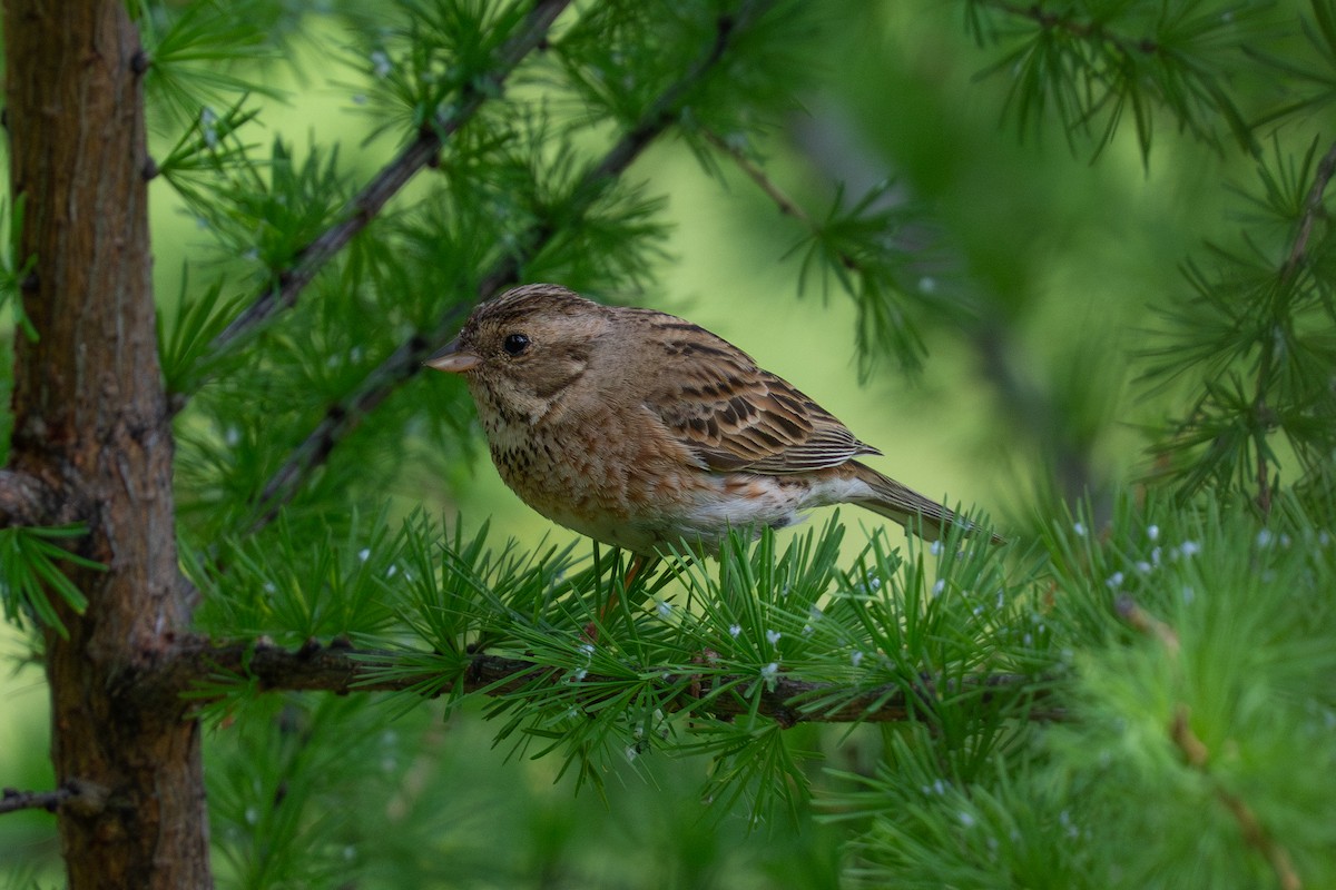 Pine Bunting - ML638391804