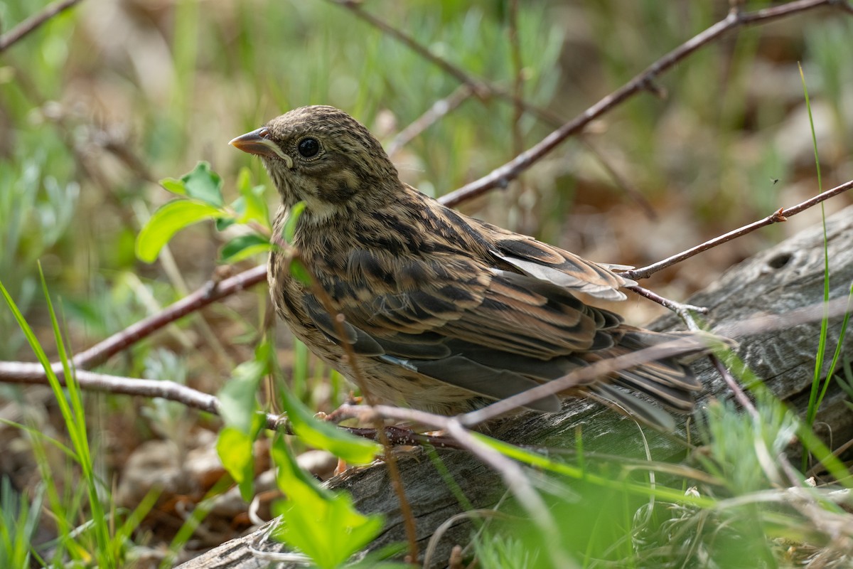 Pine Bunting - ML638391806