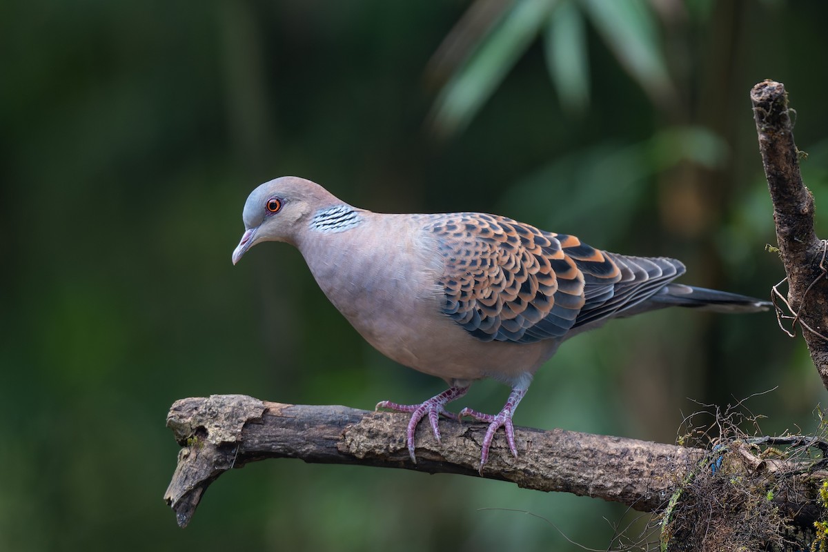 Oriental Turtle-Dove - ML638391905