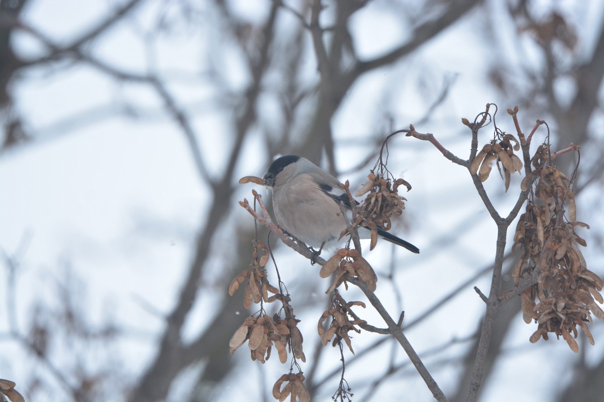 Eurasian Bullfinch - ML638391909
