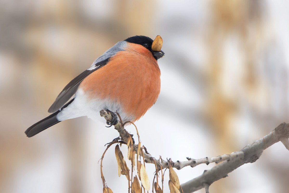 Eurasian Bullfinch - ML638391910