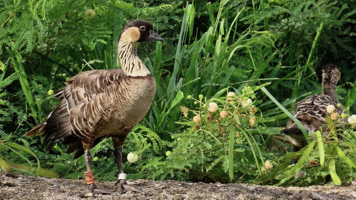 Hawaiian Goose - ML638391925