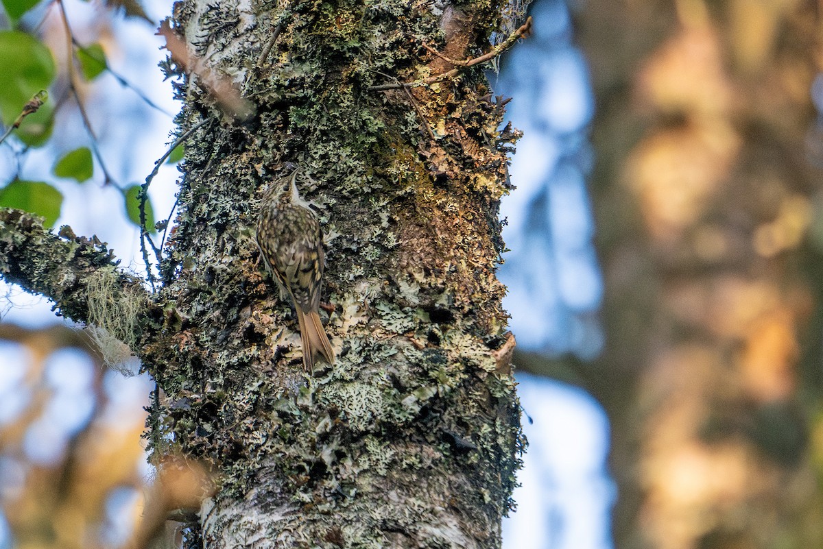 Eurasian Treecreeper - ML638392016