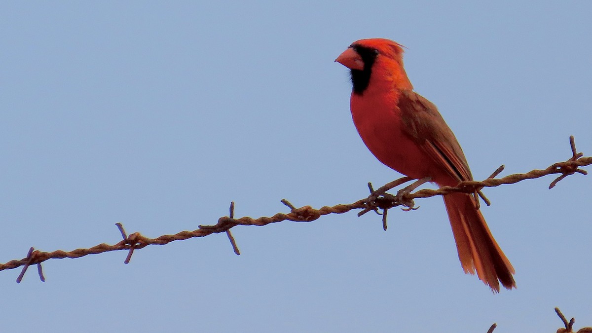 Northern Cardinal - ML638392027