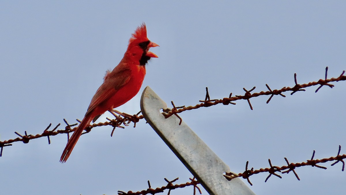 Northern Cardinal - ML638392028