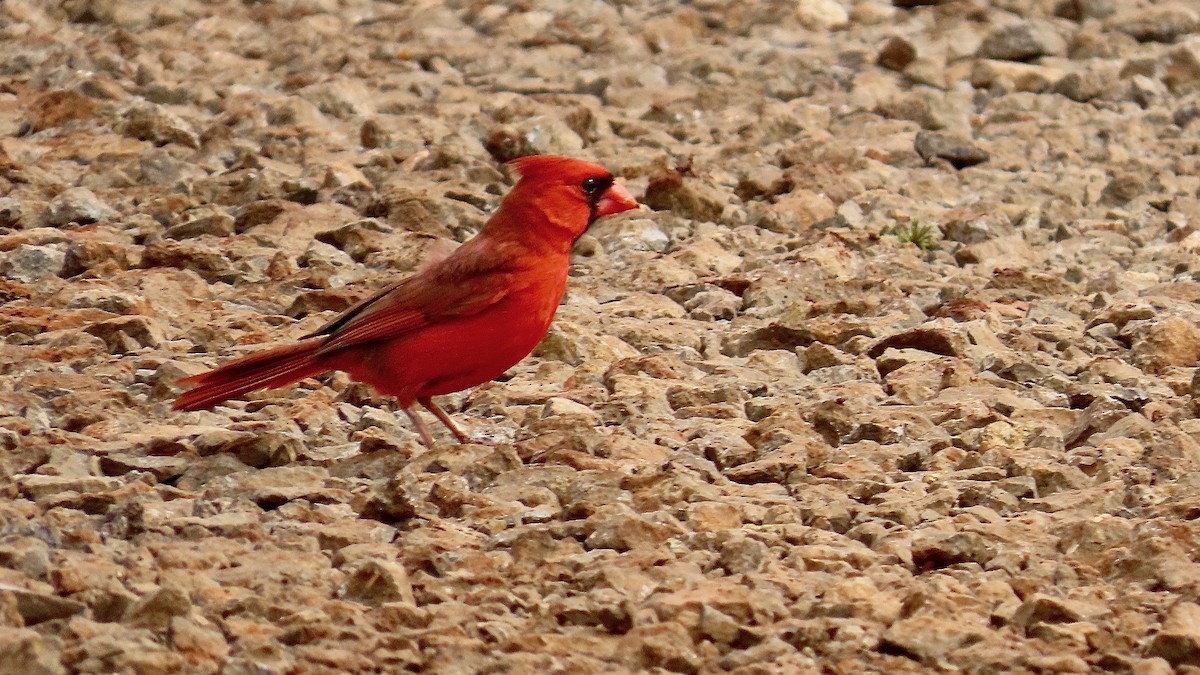 Northern Cardinal - ML638392029