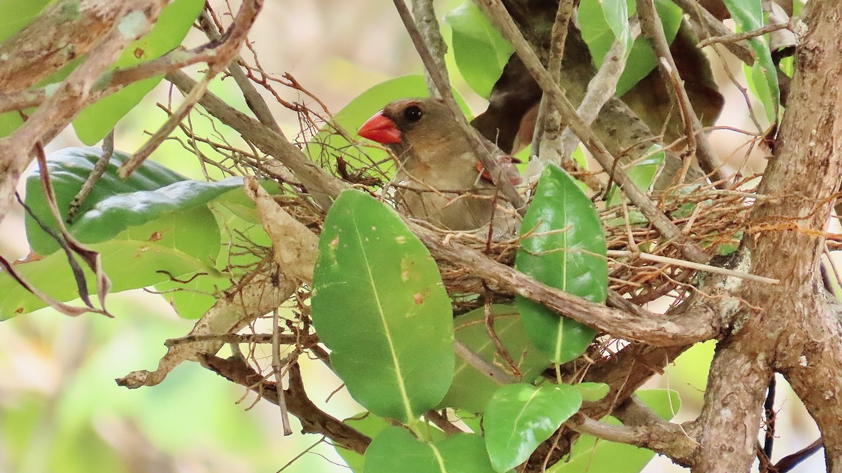 Northern Cardinal - ML638392030
