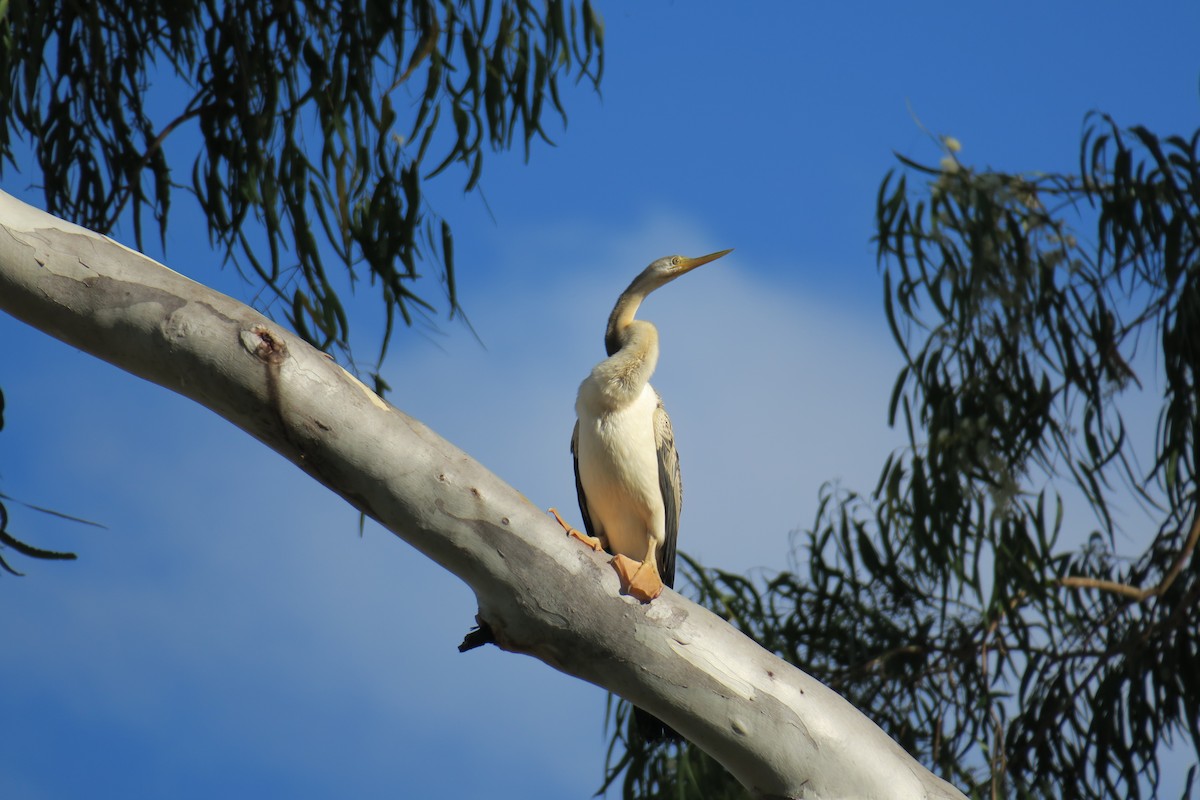 Australasian Darter - ML638392031