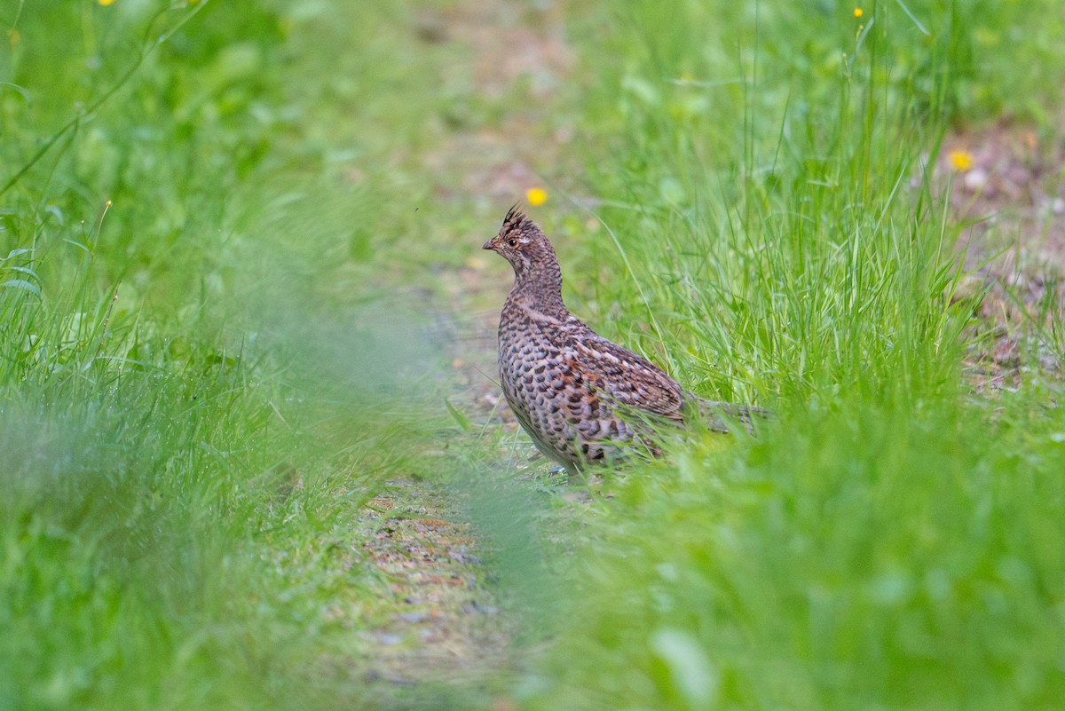 Hazel Grouse - ML638392032