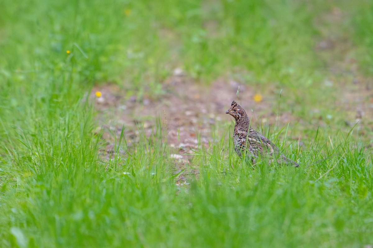 Hazel Grouse - ML638392033