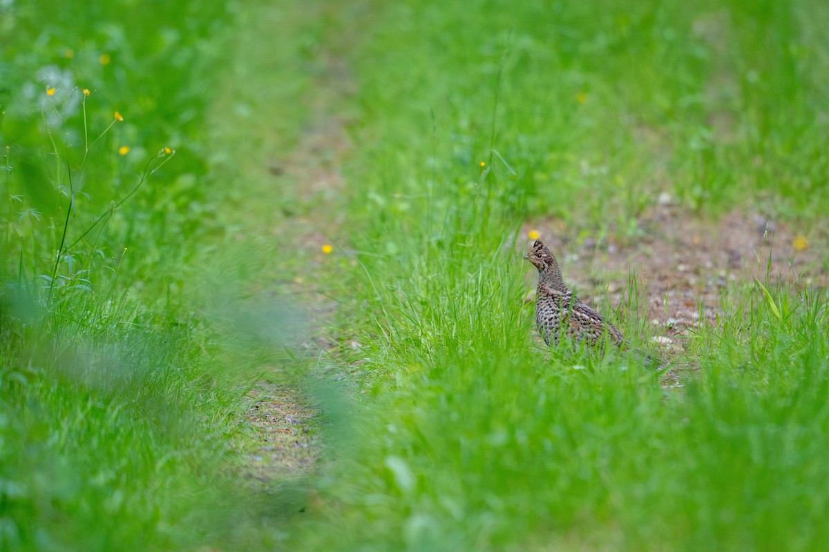 Hazel Grouse - ML638392034