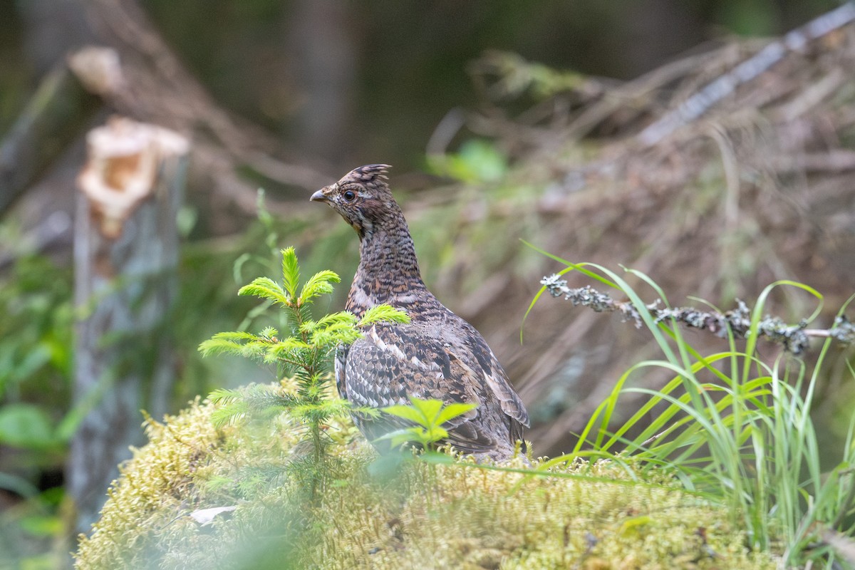 Hazel Grouse - ML638392035