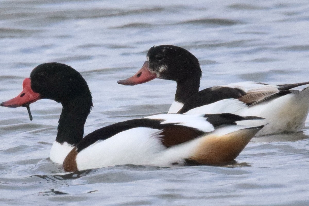花鳧 - ML638392037