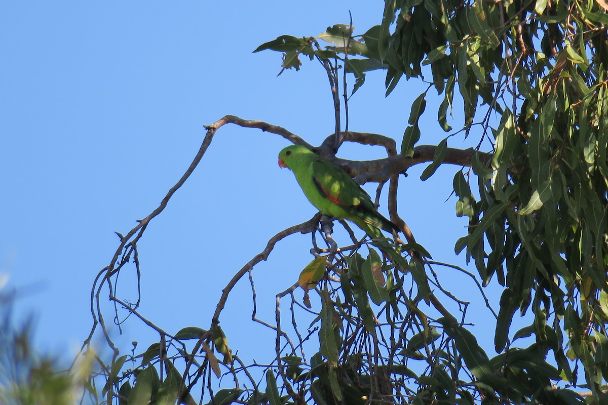 Red-winged Parrot - ML638392038