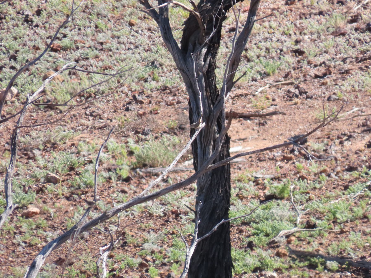 Inland Thornbill - ML638392039