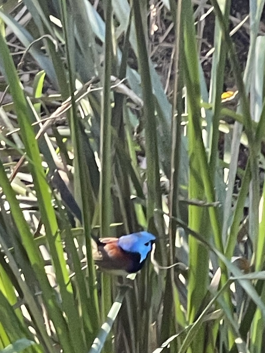 Variegated Fairywren - ML638392044