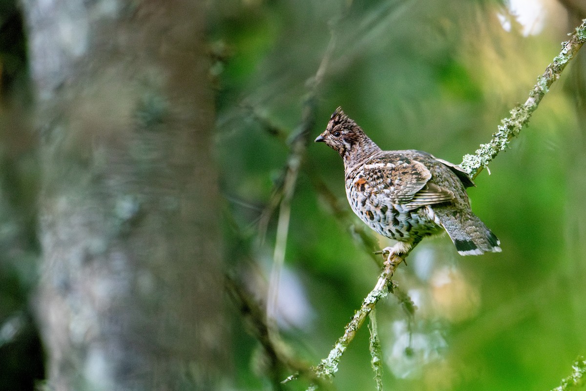 Hazel Grouse - ML638392053