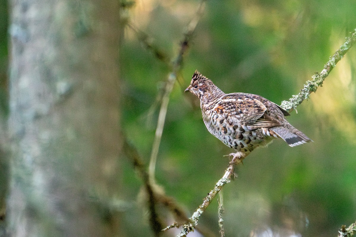 Hazel Grouse - ML638392055