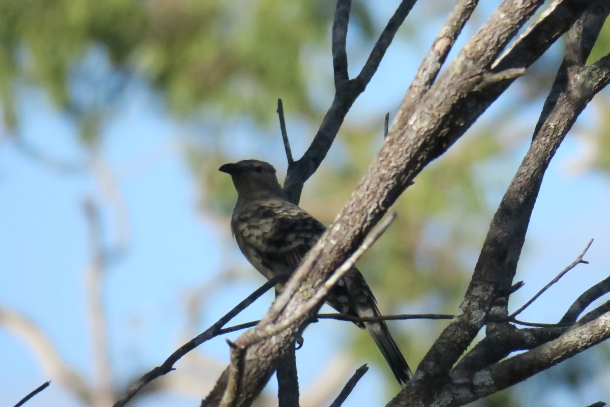 Great Bowerbird - ML638392056