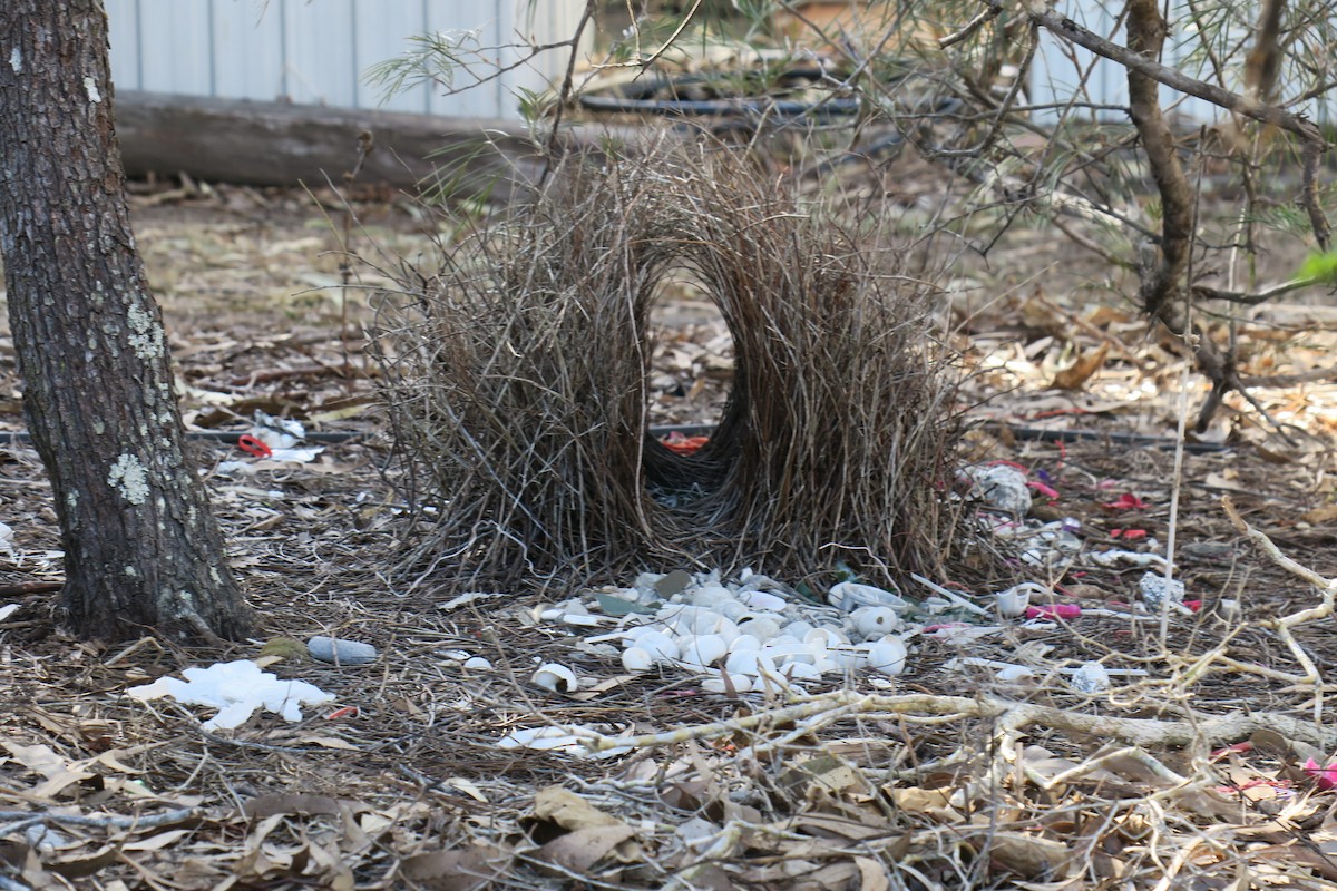 Great Bowerbird - ML638392057