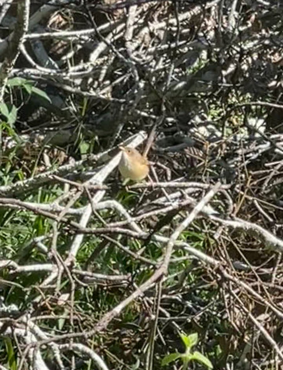 Red-backed Fairywren - ML638392060