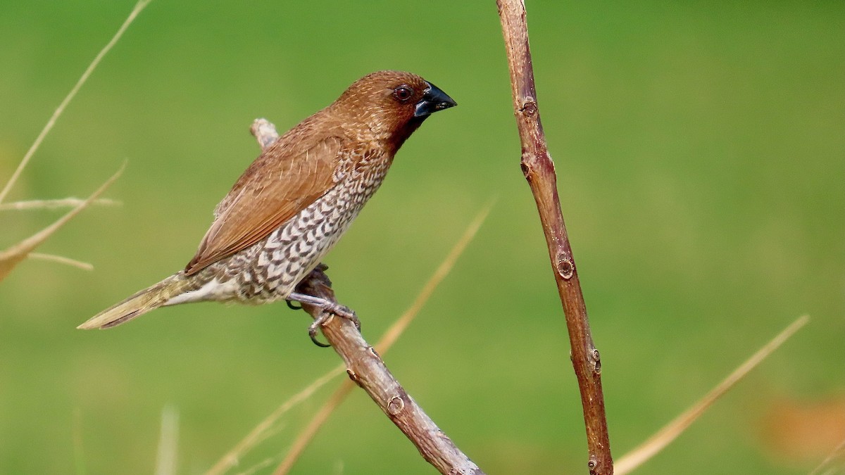 斑文鳥 - ML638392062