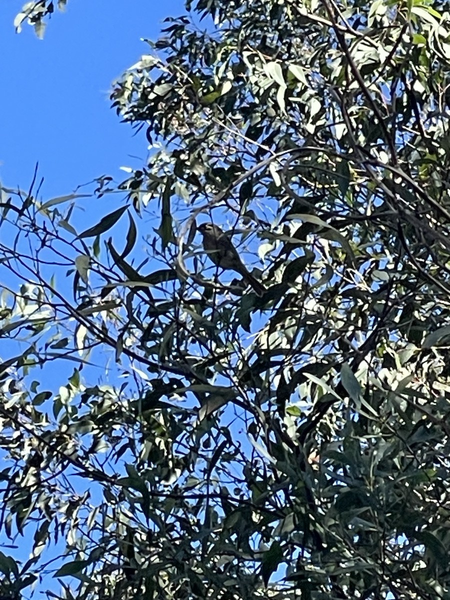 Yellow-faced Honeyeater - ML638392064