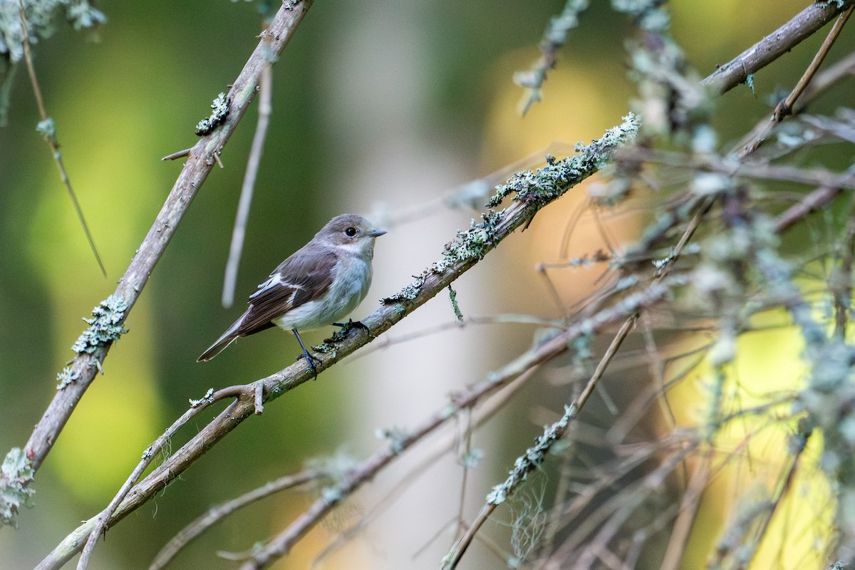 European Pied Flycatcher - ML638392068