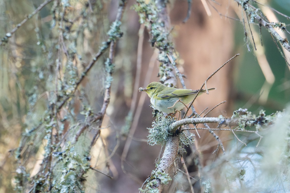 Wood Warbler - ML638392071